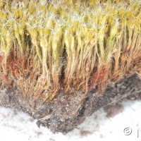 Heath Star-moss